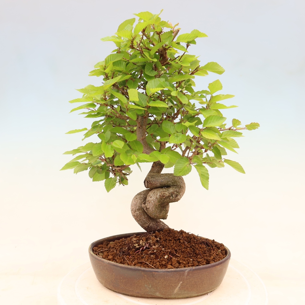 Bonsai da esterno -Carpinus Coreana - Carpino coreano