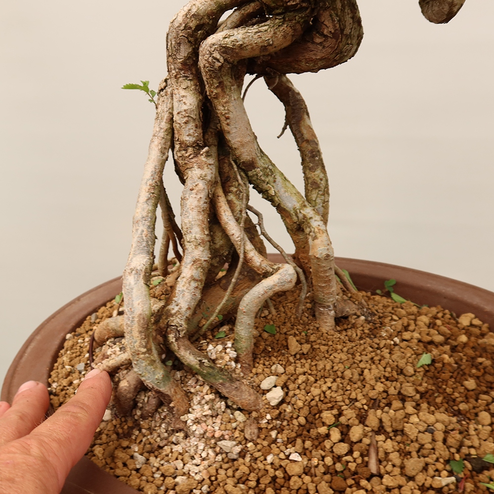 Bonsai da esterno - Zelkova - Zelkova NIRE