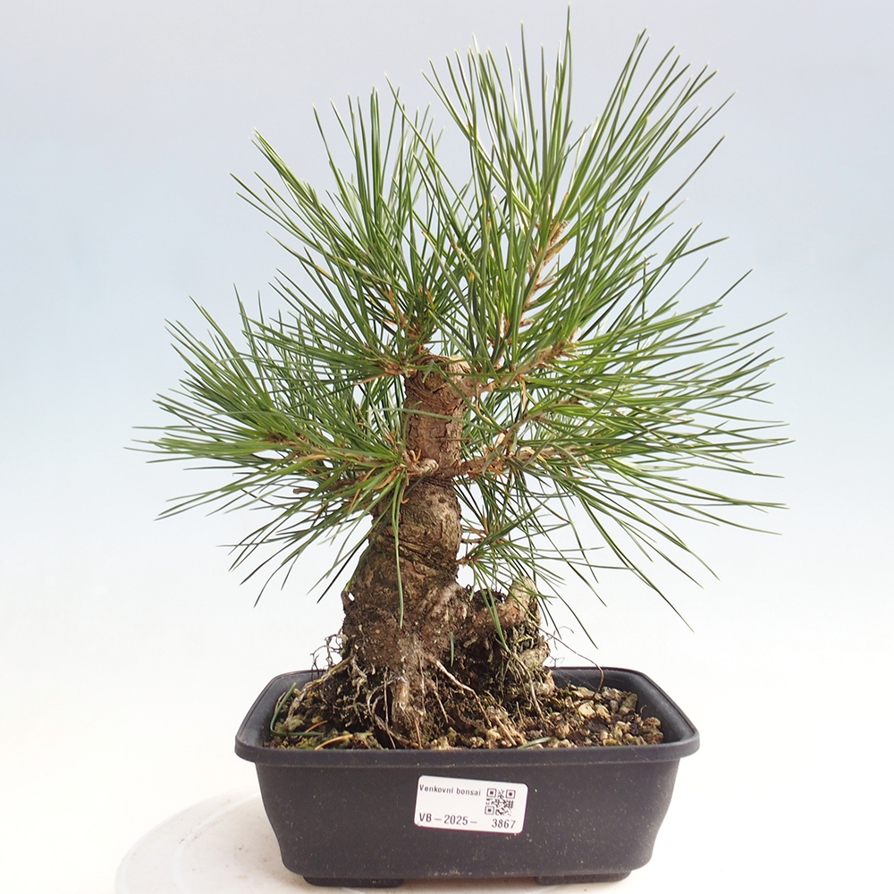 Bonsai da esterno - Pinus thunbergii - Pino di Thunberg