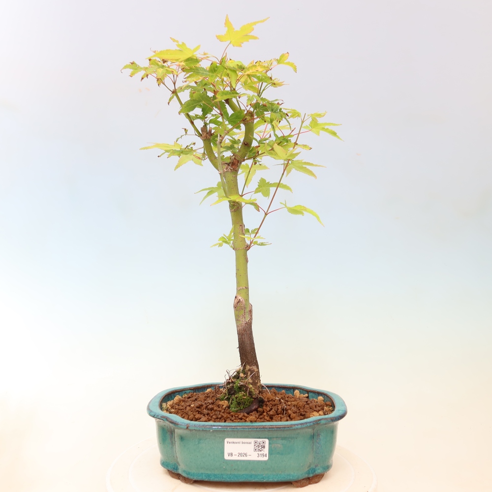 Acer palmatum Aureum - Acero dorato