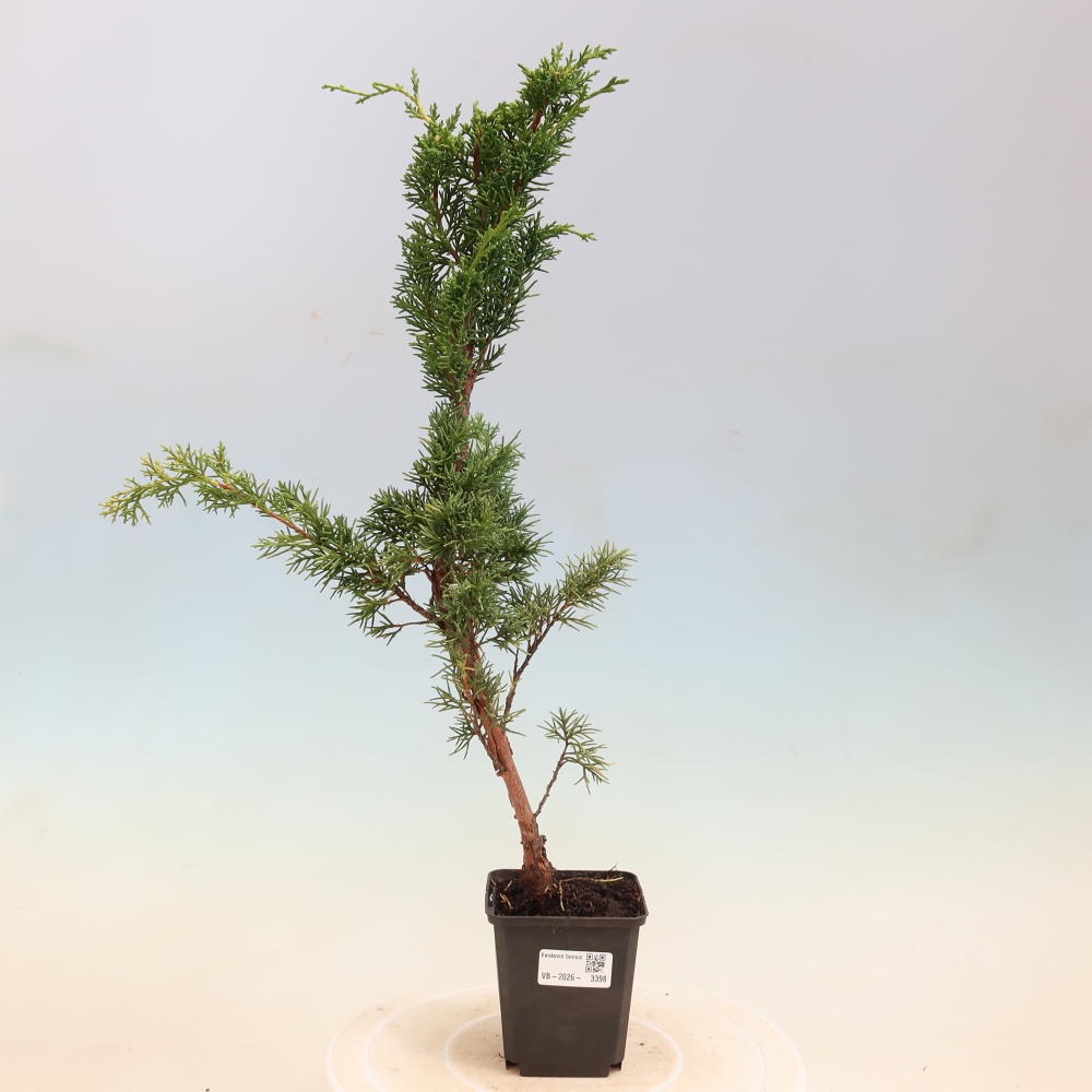 Bonsai da esterno - Juniperus chinensis Kishu