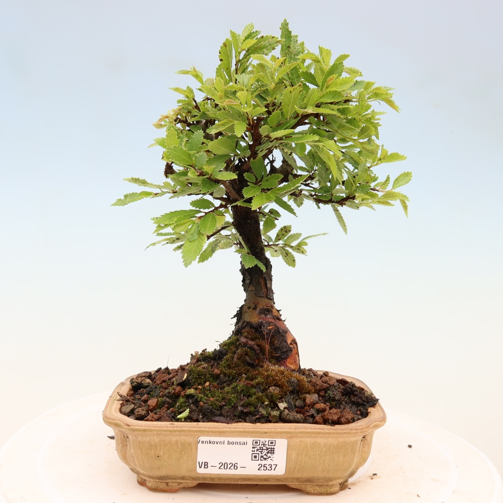 Bonsai da esterno - Zelkova - Zelkova NIRE