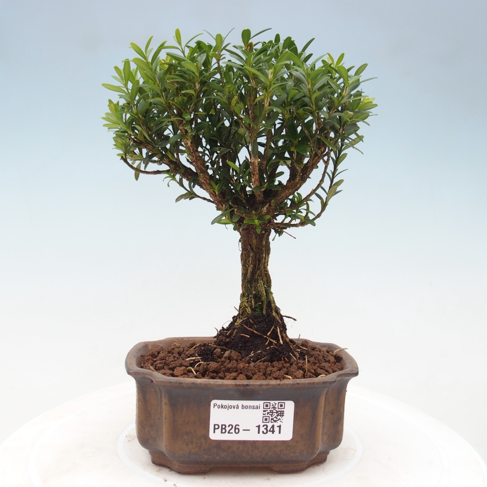 Camera bonsai - Buxus harlandii - buxus da sughero
