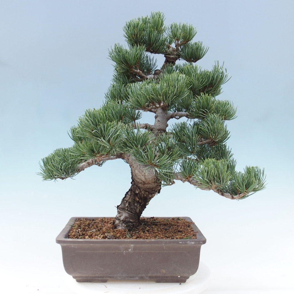 Bonsai da esterno - Pinus parviflora - Pinus parviflora