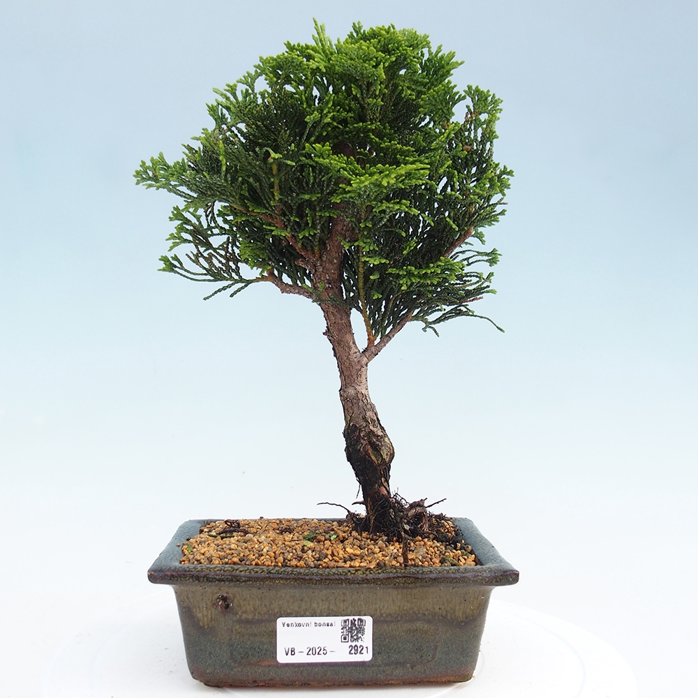 Bonsai da esterno - Cham.pis obtusa Nana Gracilis - Cipresso