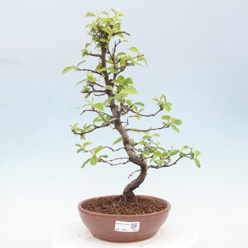 Bonsai da esterno - Chaneomeles chinensis