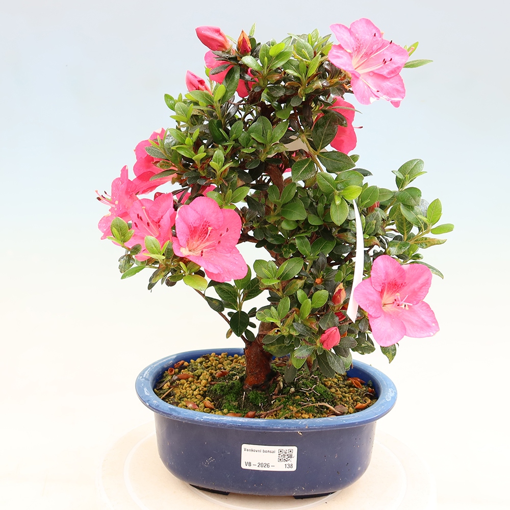 Bonsai da esterno - Azalea giapponese - Azalea Kobai