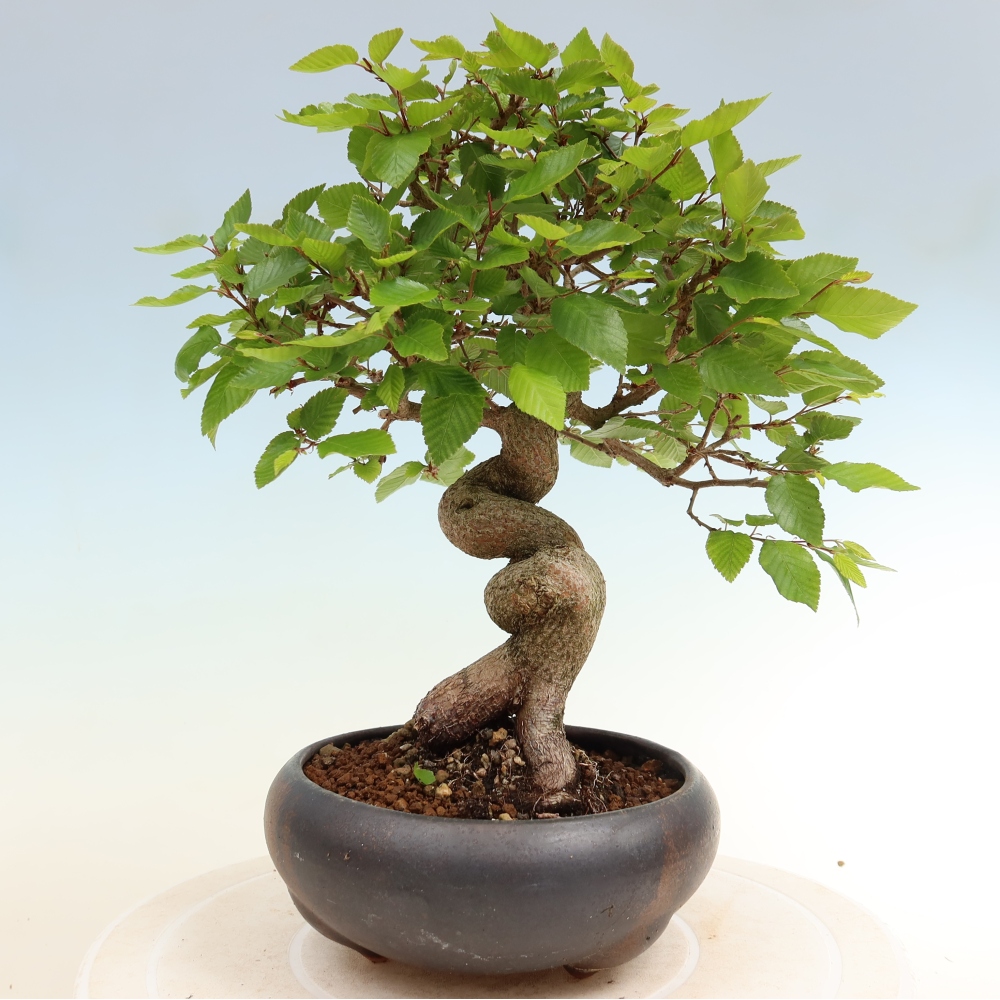 Bonsai da esterno -Carpinus Coreana - Carpino coreano