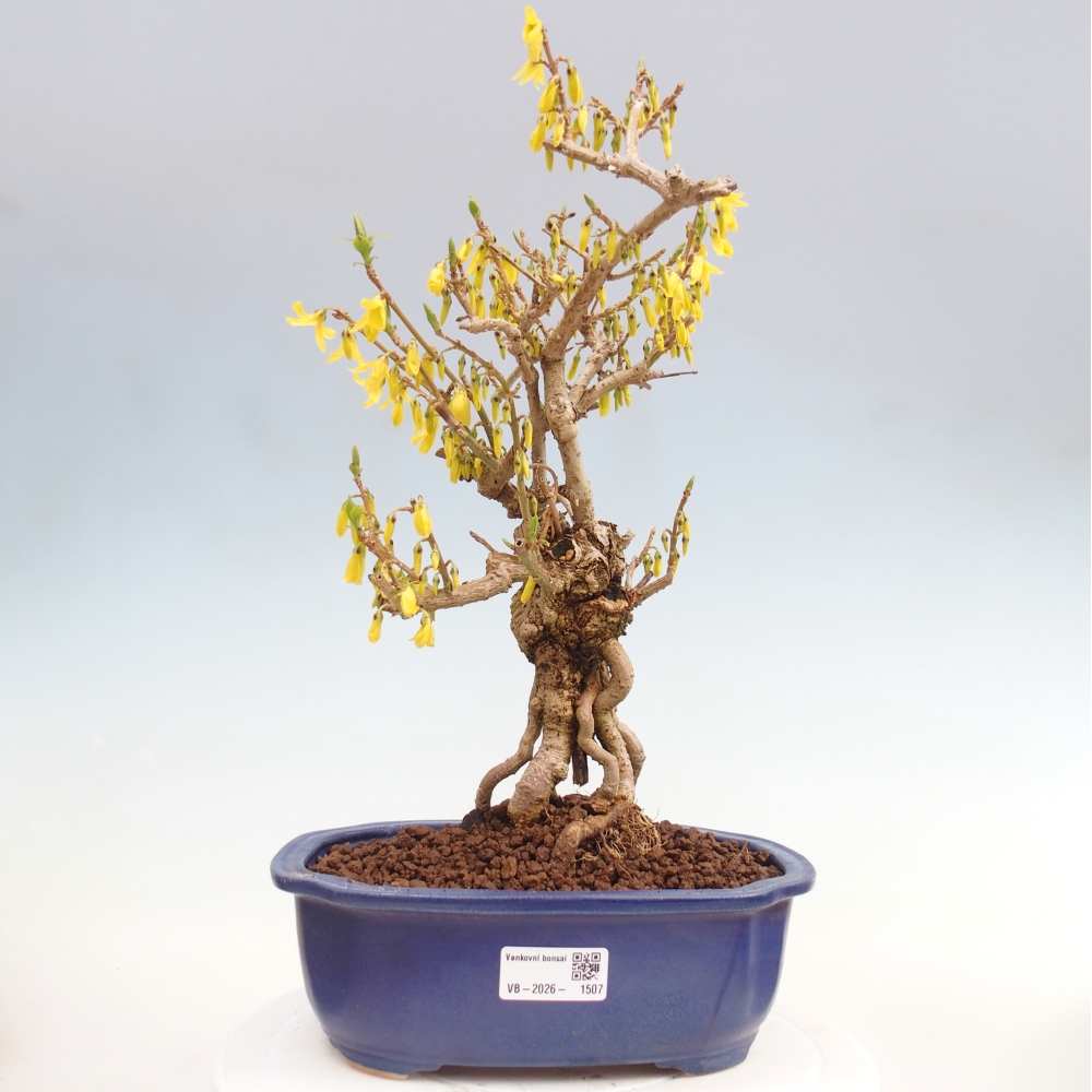 Bonsai da esterno - Zlatice - Forsythia koreana