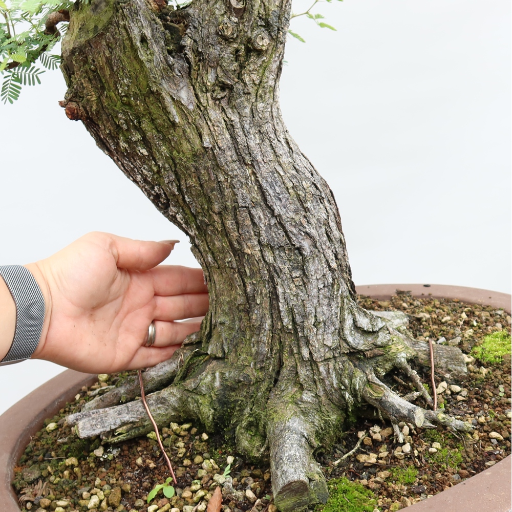 Camera bonsai - Acacias Arabica