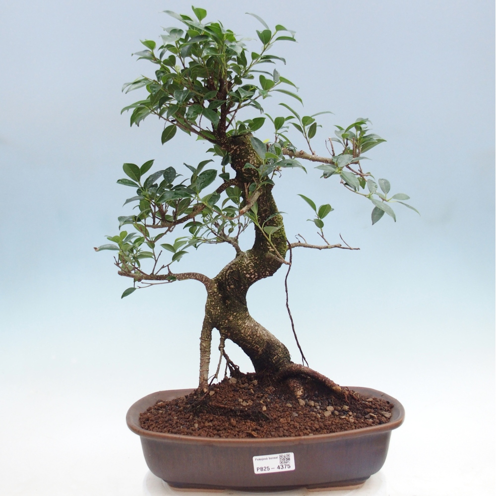 Camera bonsai - Ficus retusa - ficus a foglie piccole