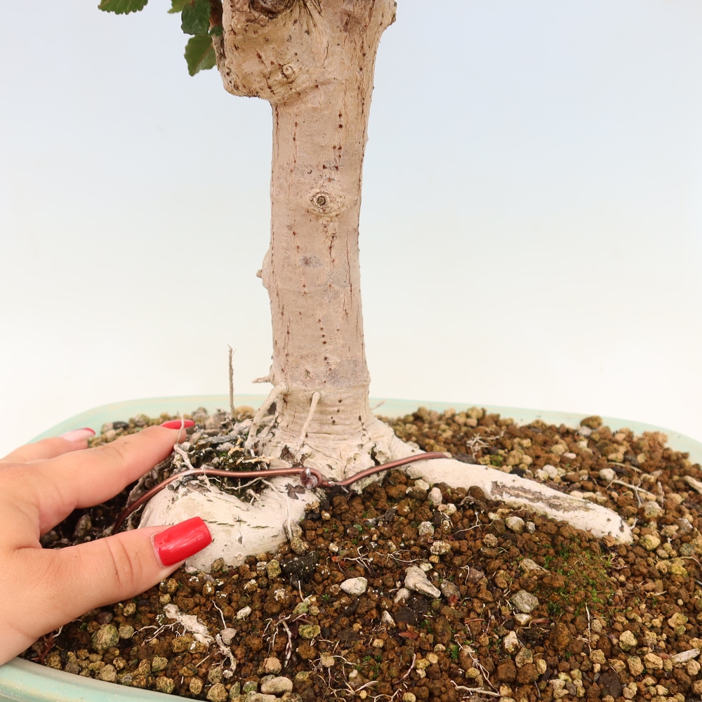 Bonsai da interno - Hibiscus tiliaceus - Ibisco marino