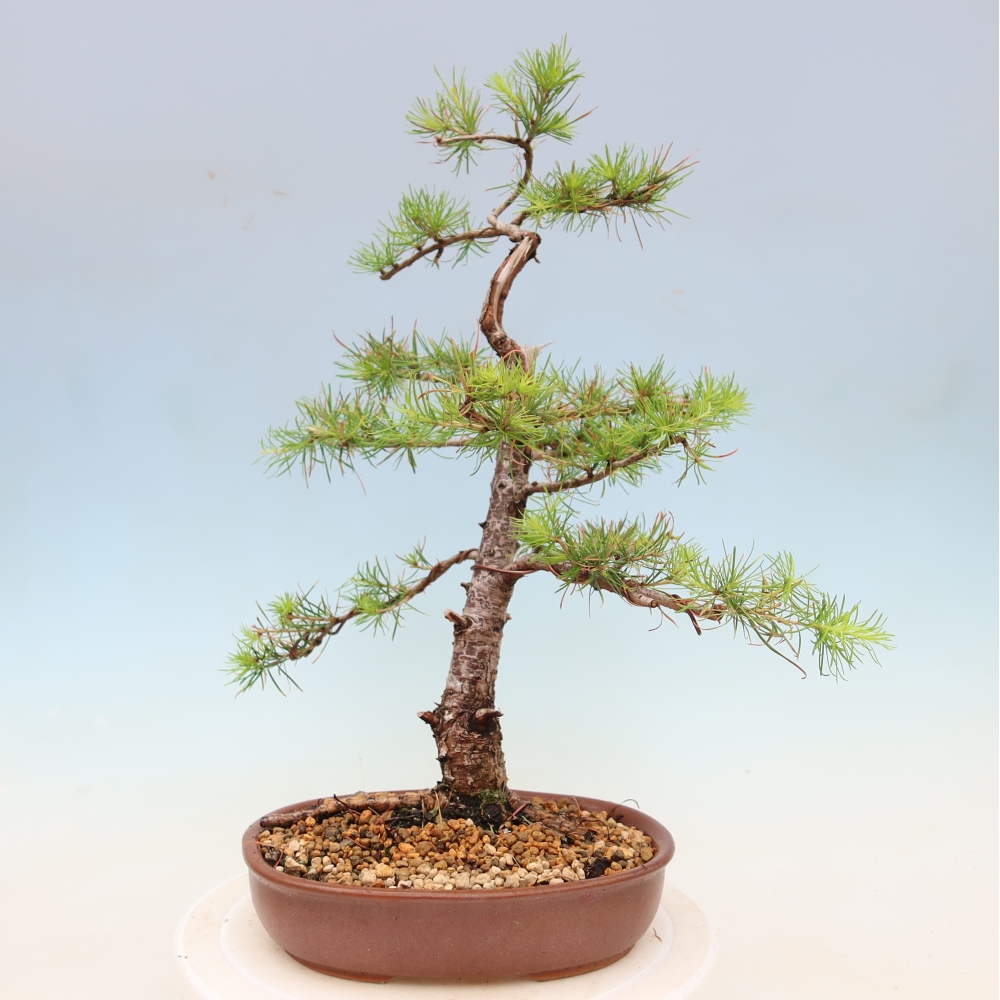 Bonsai da esterno -Larix decidua - Larice