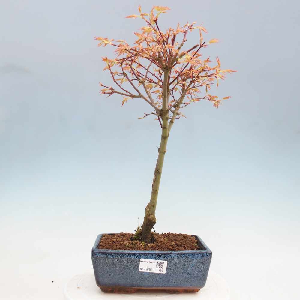 Acero norvegese - Acer palmatum Beni Tsukasa