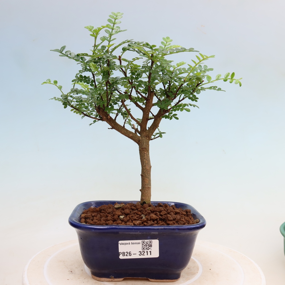 Camera bonsai - Zantoxylum piperitum - albero del pepe