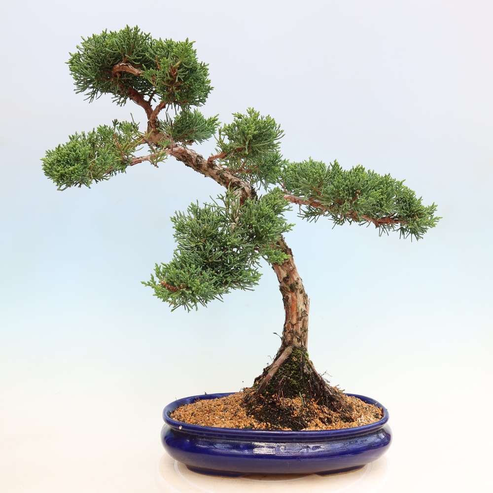 Bonsai da esterno - Juniperus chinensis Kishu