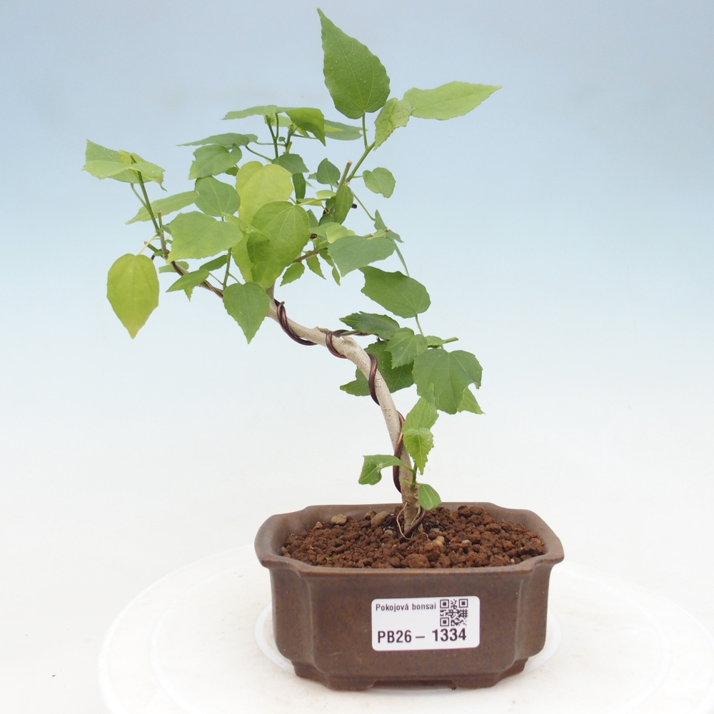 Bonsai da interno - Malvaviscus arboreus
