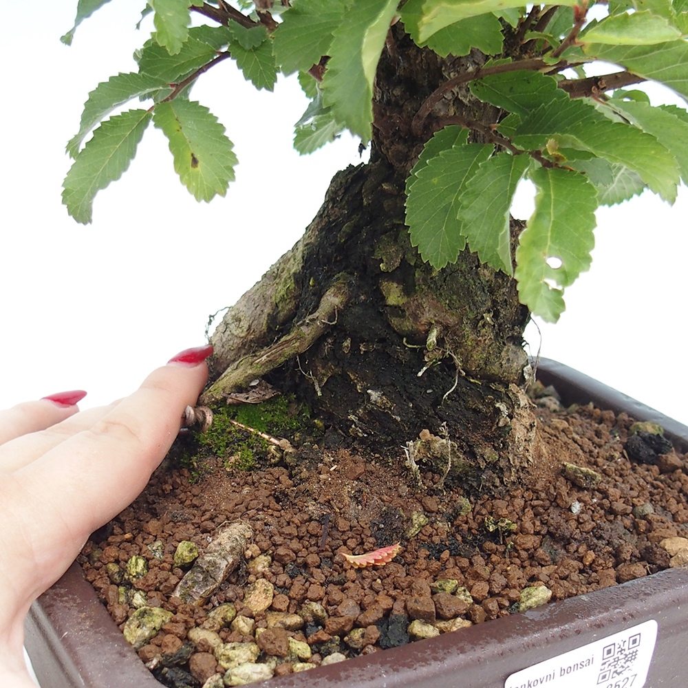 Bonsai da esterno - Zelkova - Zelkova NIRE