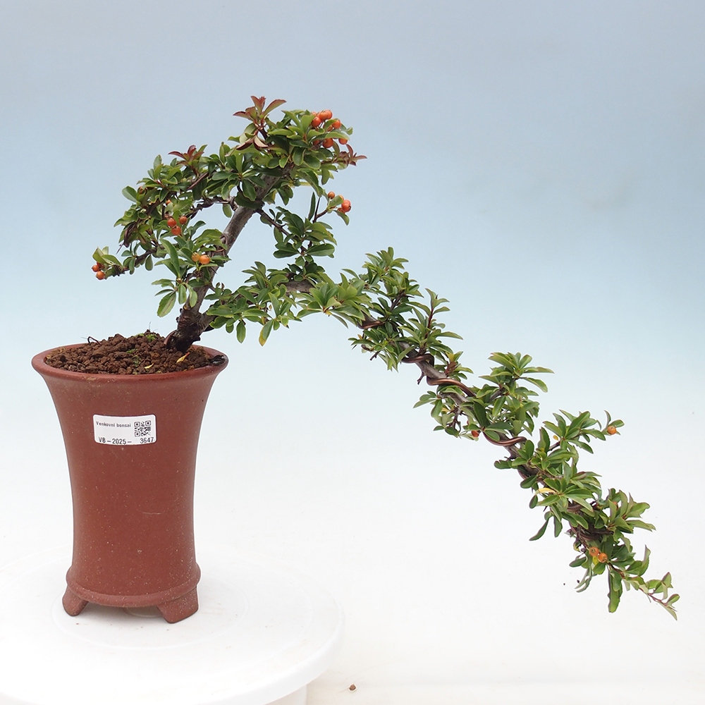 Bonsai da esterno-Pyracantha Teton -Hlox
