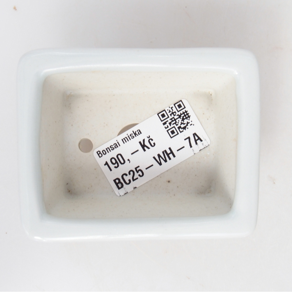 Mini bonsai 8 x 6 x 3 cm, bianco
