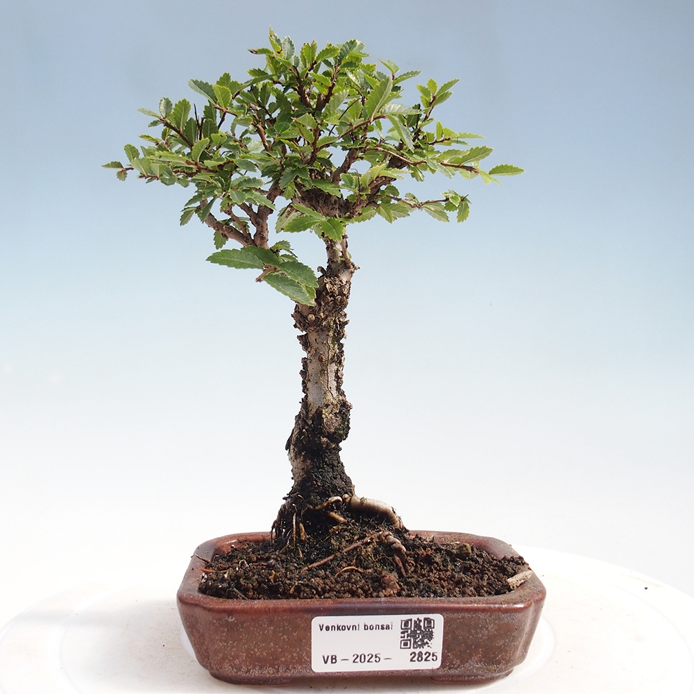 Bonsai da esterno - Zelkova - Zelkova NIRE