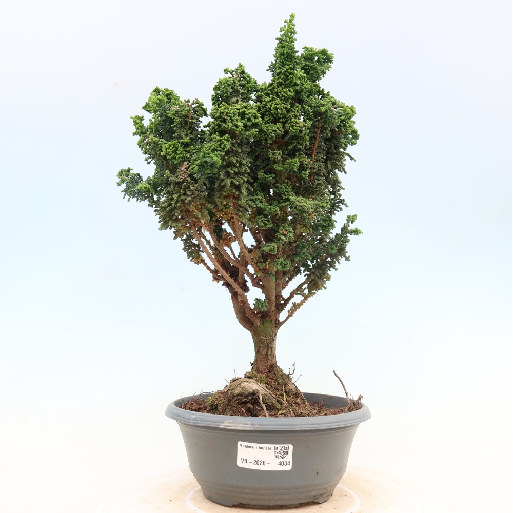 Bonsai da esterno - Cham. obtusa SEKKA HINOKI - Cipresso