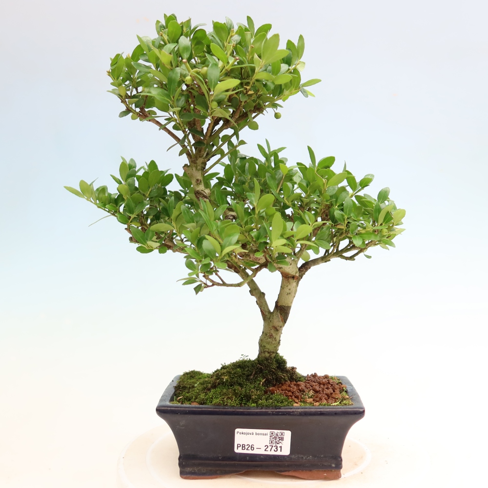 Camera bonsai - Ilex crenata - Agrifoglio