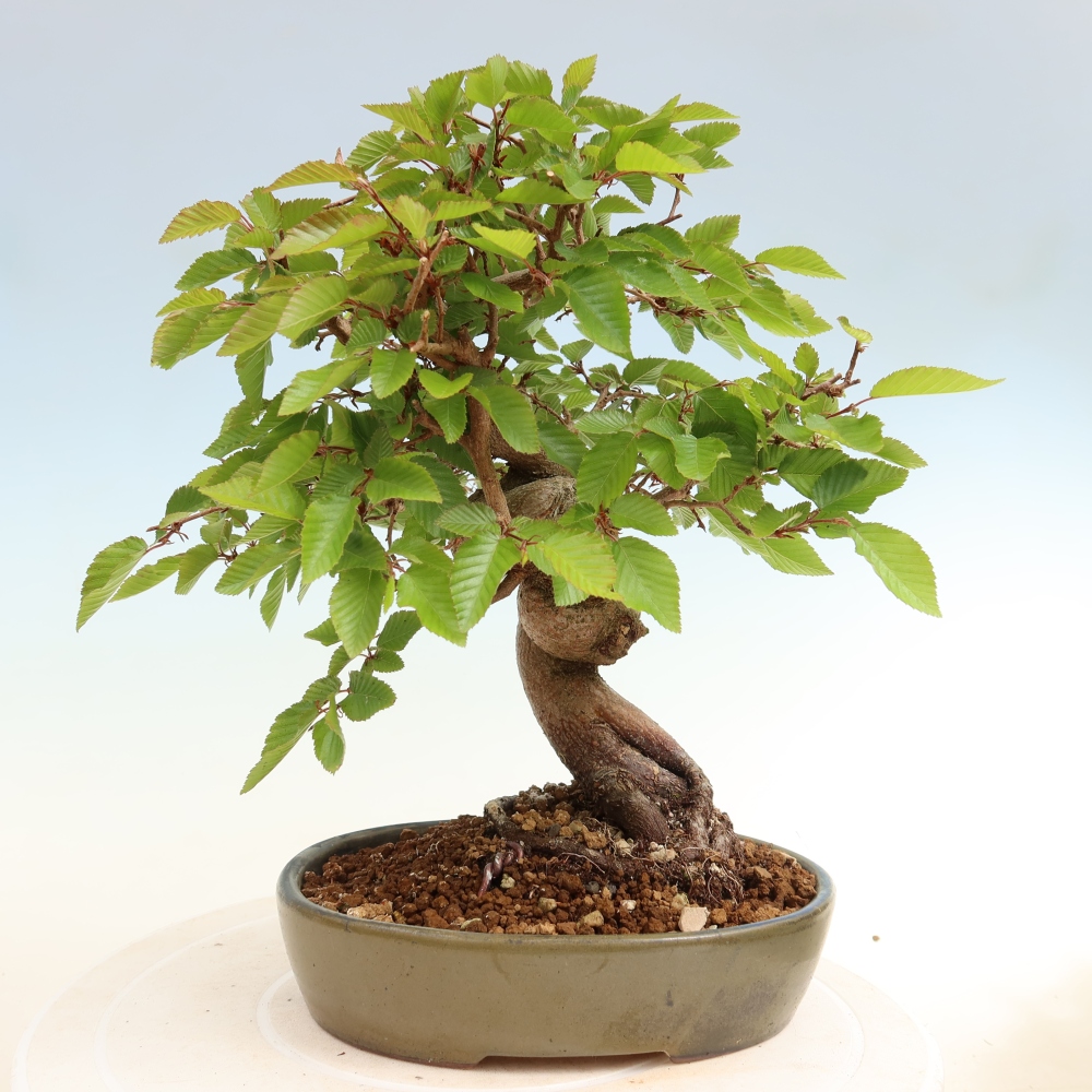 Bonsai da esterno -Carpinus Coreana - Carpino coreano