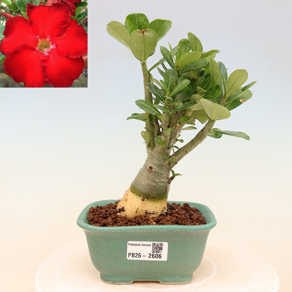 Bonsai da interno - Adenium obesum Red Star - Rosa del deserto
