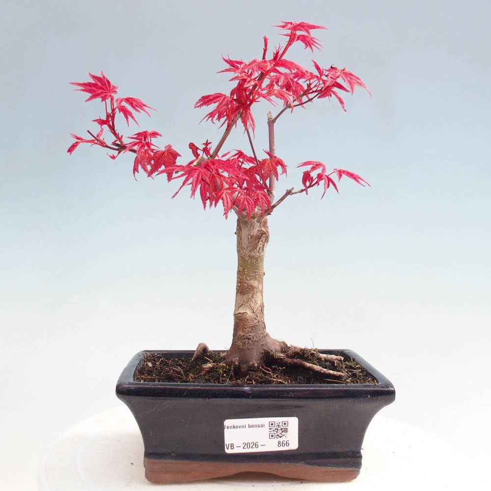 Bonsai da esterno - Acer palmatum DESHOJO