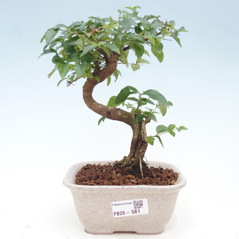 Camera bonsai -Ligustrum chinensis - Becco d'uccello