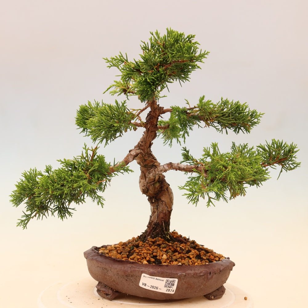 Bonsai da esterno - Juniperus chinensis Itoigawa