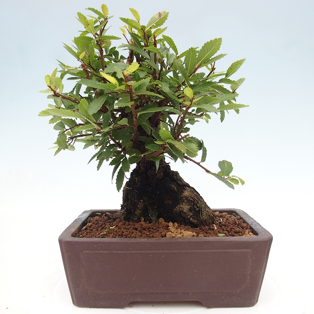 Bonsai da esterno - Zelkova - Zelkova NIRE
