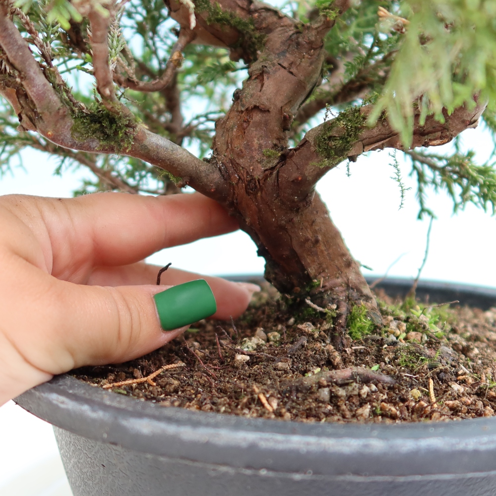 Bonsai da esterno - Juniperus chinensis Itoigawa-Juniperus chinensis