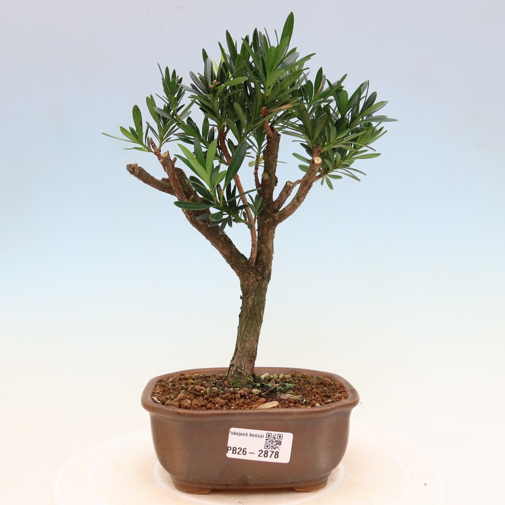Camera bonsai - Podocarpus - Tasso delle pietre