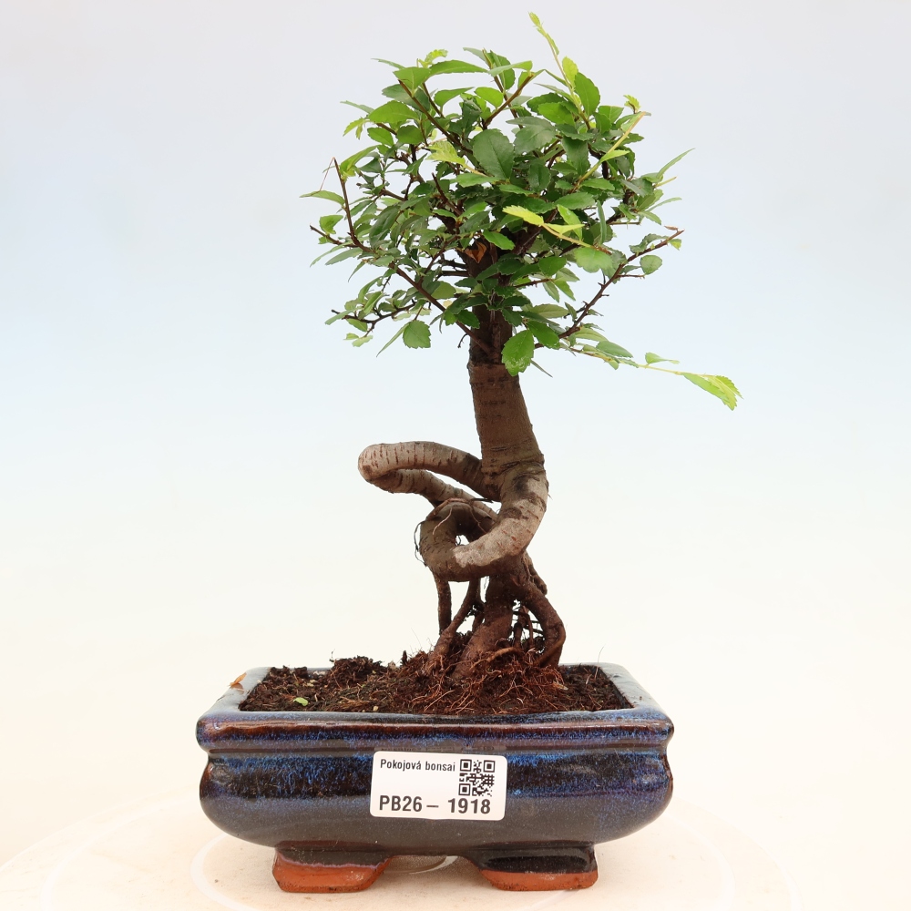 Camera bonsai - Ulmus parvifolia - Olmo a foglie piccole