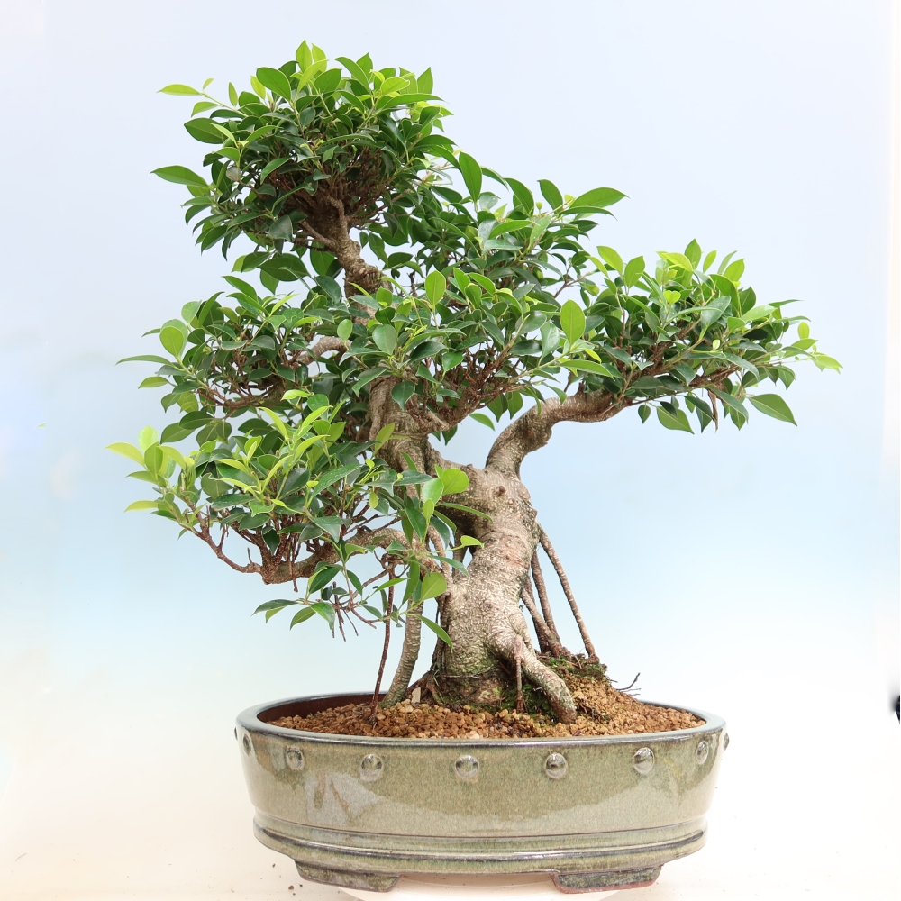 Camera bonsai - Ficus kimmen - ficus a foglie piccole