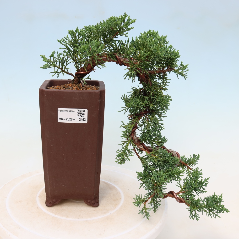 Bonsai da esterno - Juniperus chinensis Kishu