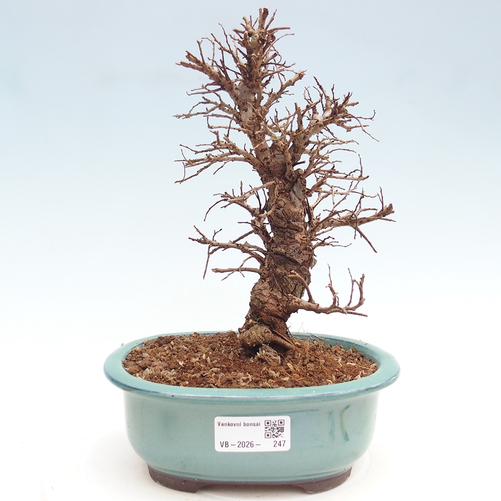 Bonsai da esterno - Zelkova - Zelkova NIRE