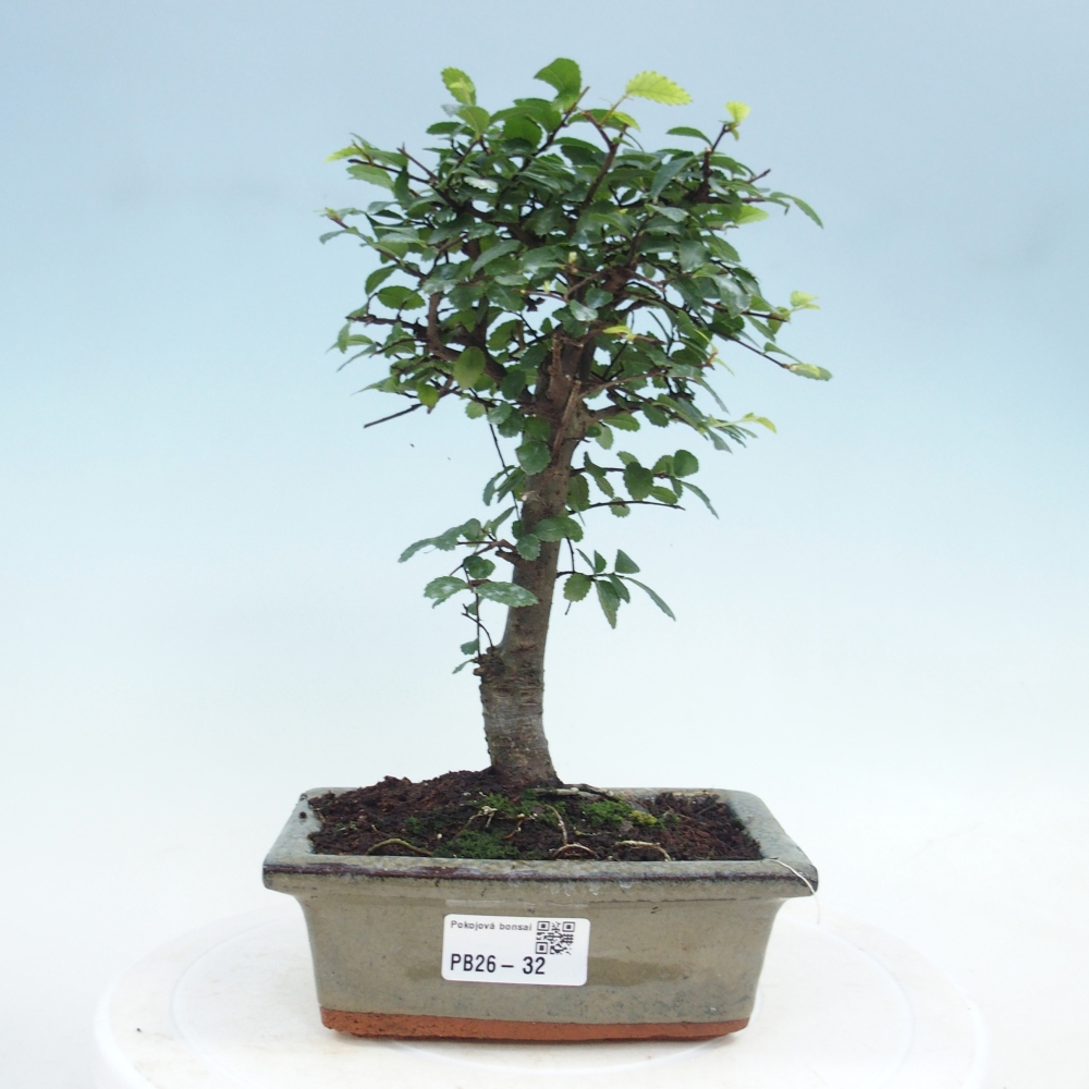 Camera bonsai - Ulmus parvifolia - Olmo a foglie piccole