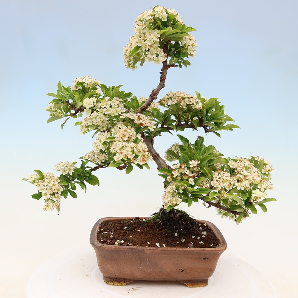 Bonsai da esterno - Pyracantha teton - Pyracantha scarlatta