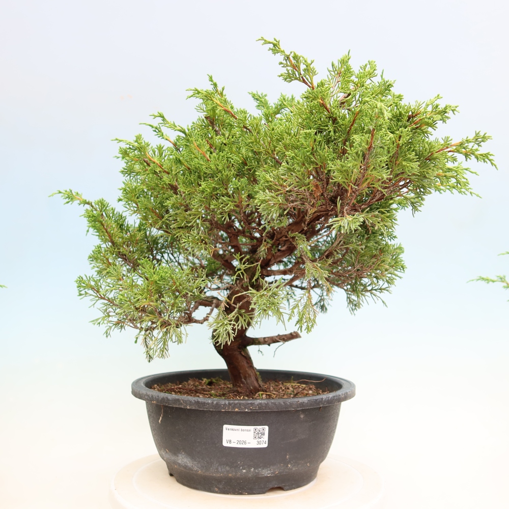 Bonsai da esterno - Juniperus chinensis Itoigawa-Juniperus chinensis