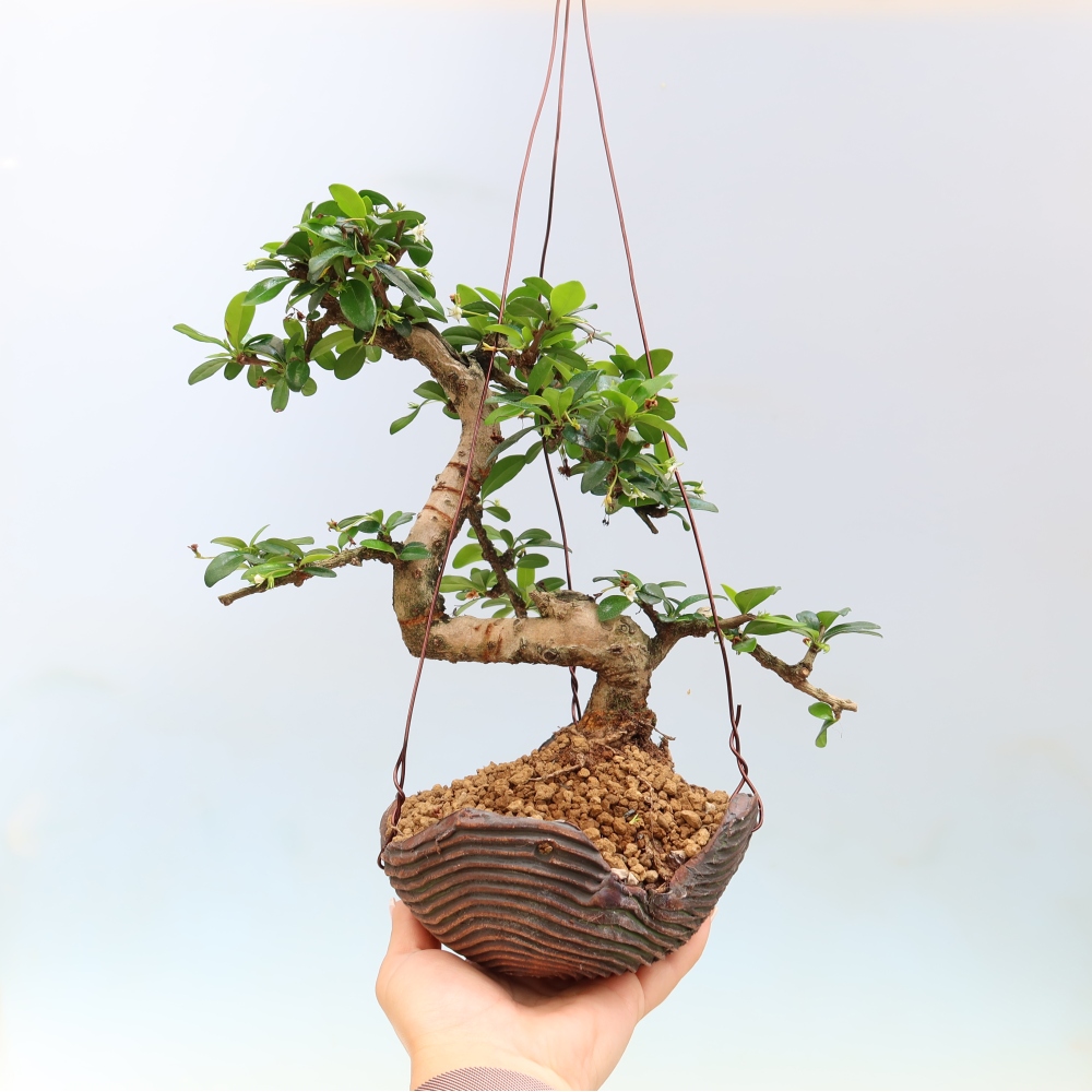 Kokedama in ceramica - Tea-fuki - Carmona macrophylla