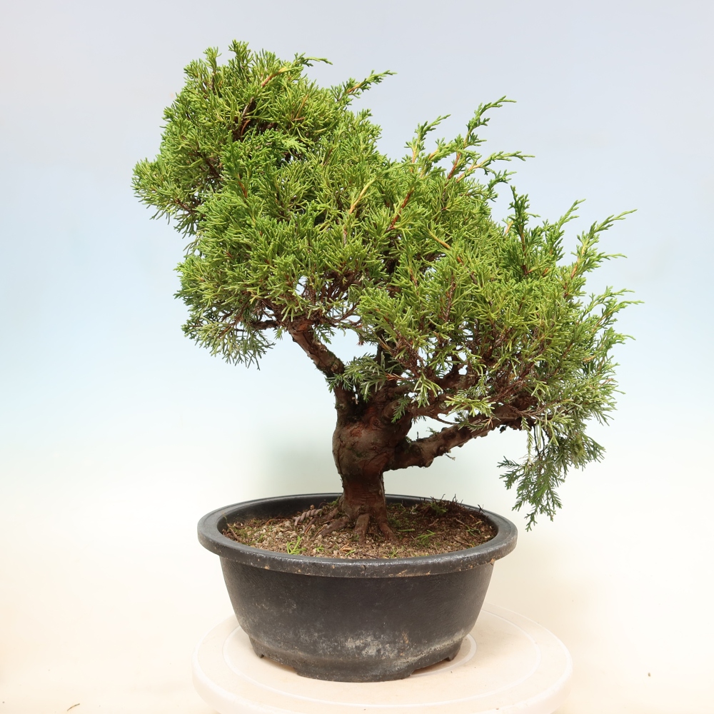 Bonsai da esterno - Juniperus chinensis Itoigawa-Juniperus chinensis