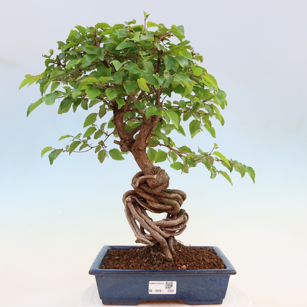 Bonsai da esterno -Carpinus Coreana - Carpino coreano