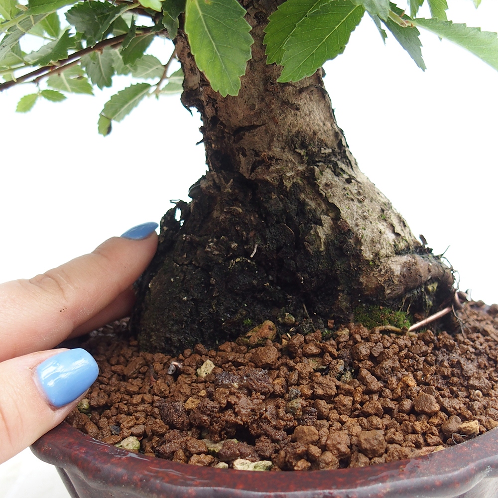 Bonsai da esterno - Zelkova - Zelkova NIRE