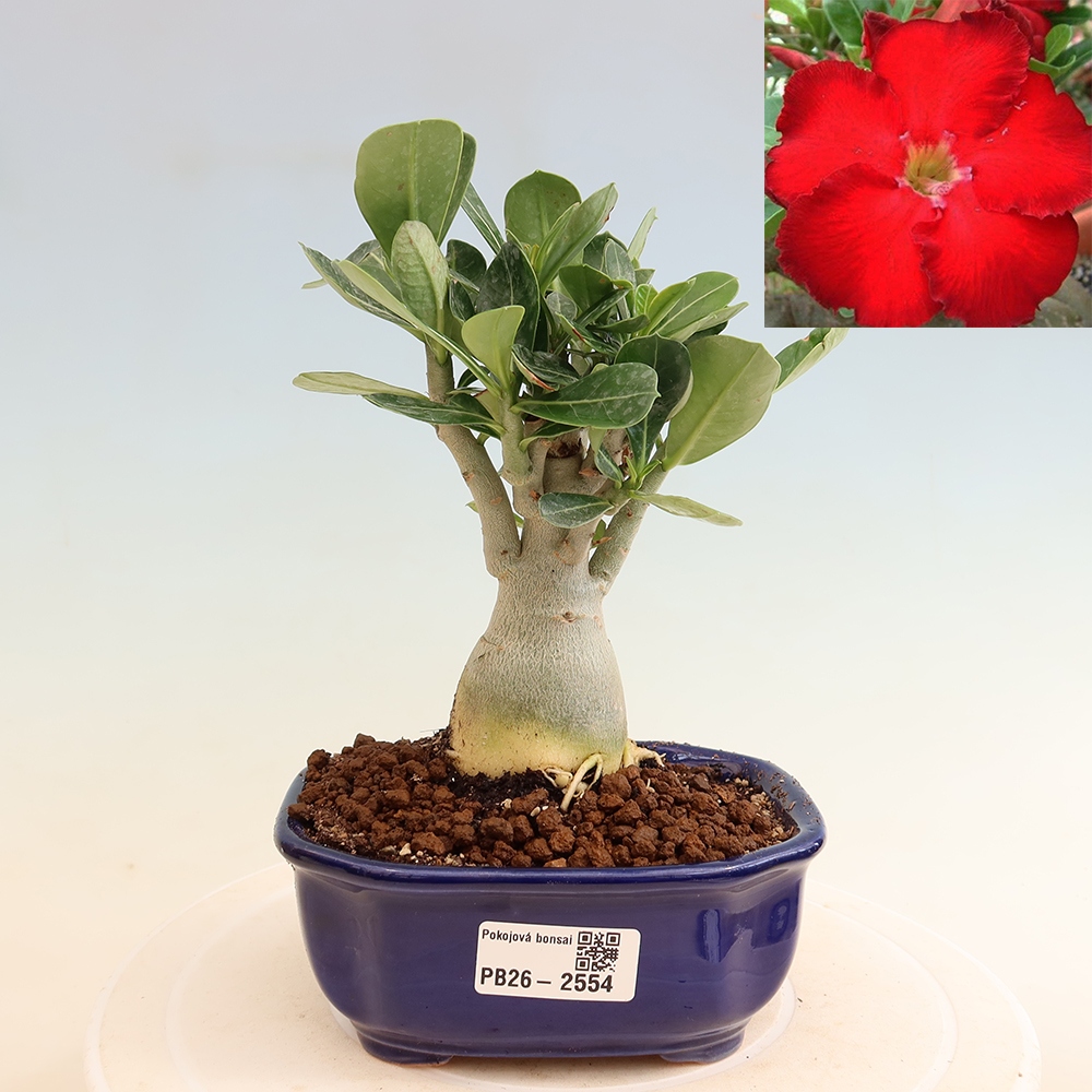 Bonsai da interno - Adenium obesum Red Star - Rosa del deserto