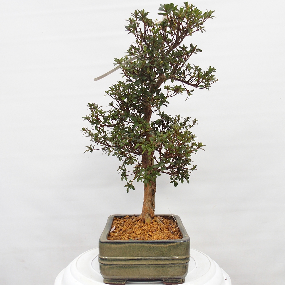 Bonsai da esterno - Azalea giapponese - Azalea Hanatsuzuri
