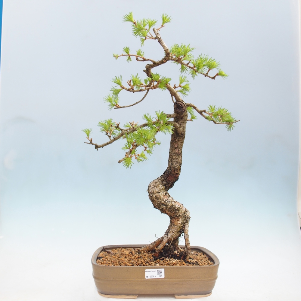 Bonsai da esterno -Larix decidua - Larice
