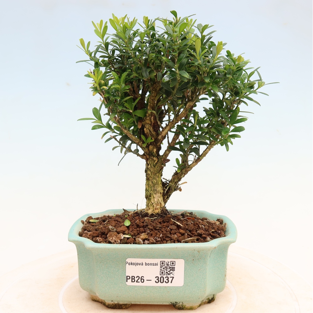 Camera bonsai - Buxus harlandii - buxus da sughero